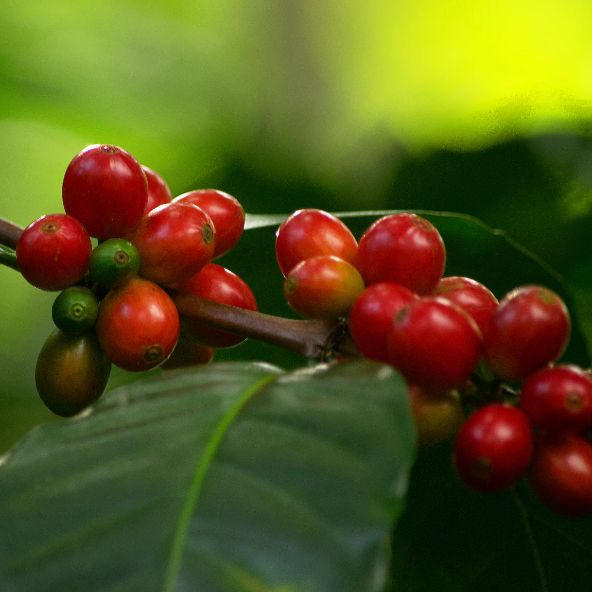 El Prisma Pride Blend - Image 4
