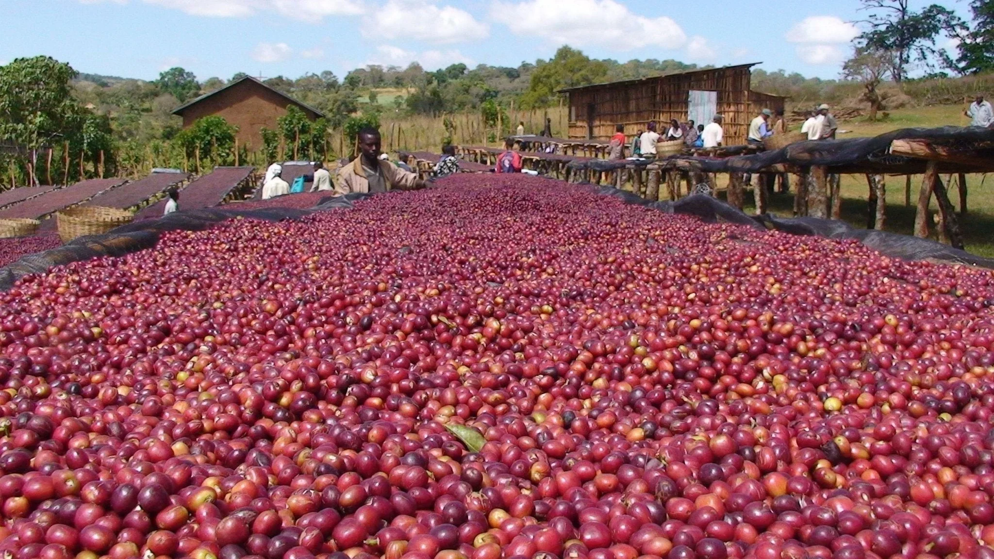 Ethiopia Natural Single Origin- Medium Light Roast - Image 4